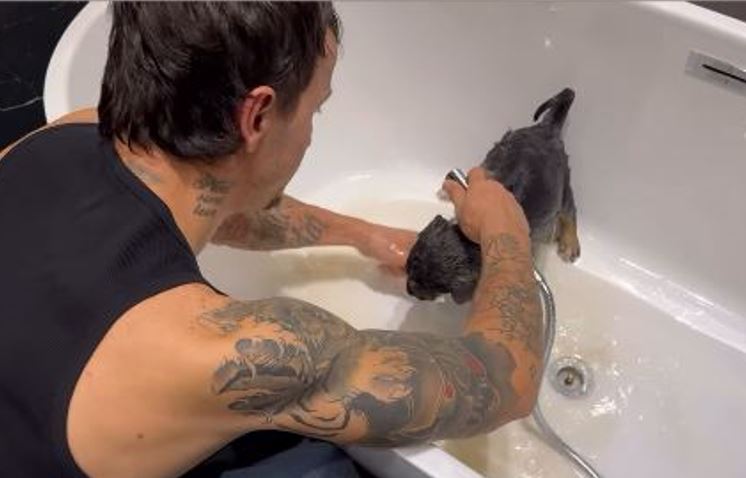 Getinjo tregon anën humane, kujdeset për një qen endacak